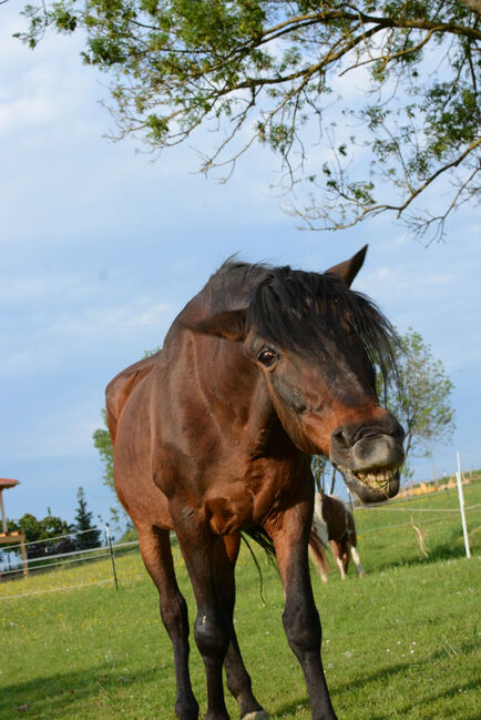 Spanischer Rentner sucht, Bauer , Horses For Sale, Osterhofen , Image 2