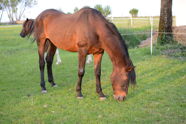 Spanischer Rentner sucht, Bauer , Horses For Sale, Osterhofen , Image 4