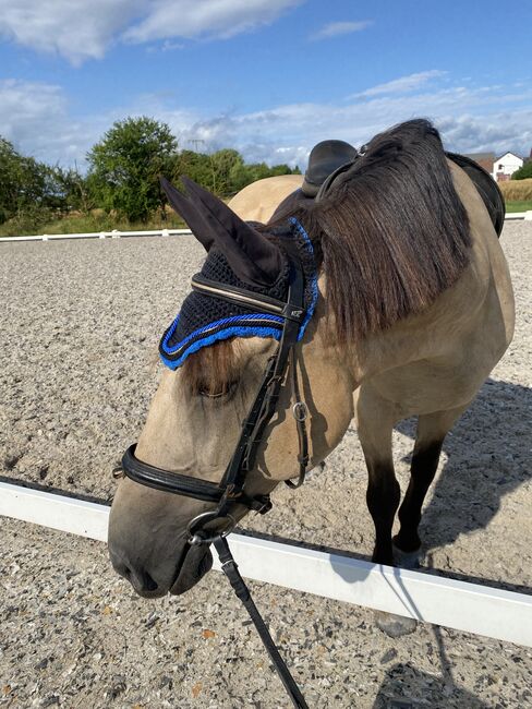 Spanische Pony-Dame sucht neuen Menschen, J.H., Horses For Sale, Zeiskam , Image 3