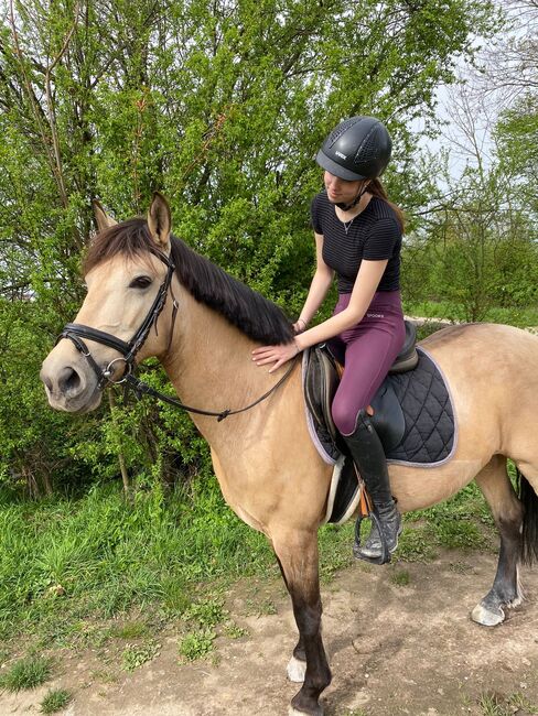 Spanische Pony-Dame sucht neuen Menschen, J.H., Horses For Sale, Zeiskam 