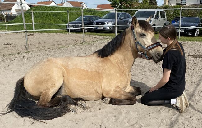 Spanische Pony-Dame sucht neuen Menschen, J.H., Horses For Sale, Zeiskam , Image 5