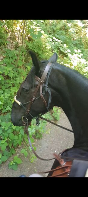 Spanischer Trensenzaum, Loesdau  Spanischer Trensenzaum , RA, Bridles & Headstalls, Holzminden , Image 7