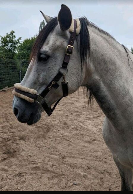 Spanier Wallach Cruzado, T.P, Horses For Sale, RÖSRATH, Image 4