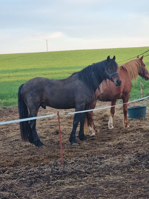 Verkauf von Spanier Stute, Oliver Rohm, Horses For Sale, Tessin, Image 3