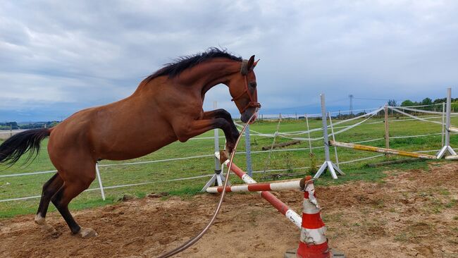 Besonderer Wallach, Tina, Horses For Sale, Döbeln, Image 10