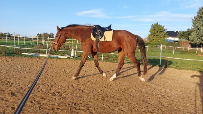 Besonderer Wallach, Tina, Horses For Sale, Döbeln, Image 12