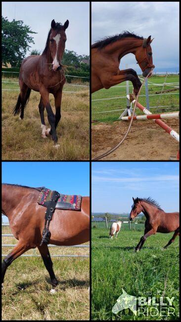 Besonderer Wallach, Tina, Horses For Sale, Döbeln, Image 13