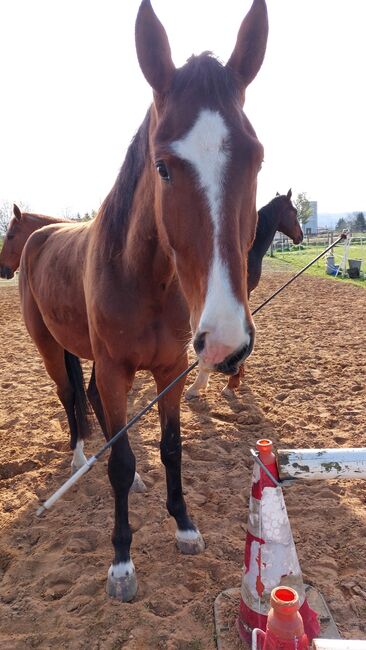Besonderer Wallach, Tina, Horses For Sale, Döbeln, Image 11