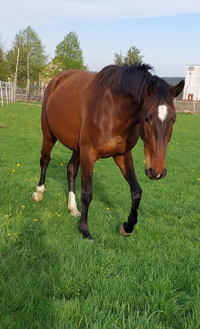 Besondere Stute sucht IHREN Menschen, Tina, Horses For Sale, Döbeln, Image 10