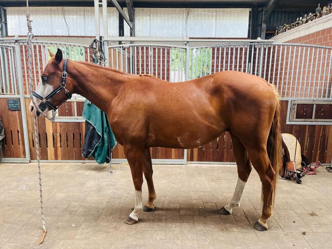 Besonderer Paint Horse Wallach für Sport und Freizeit, Kerstin Rehbehn (Pferdemarketing Ost), Horses For Sale, Nienburg