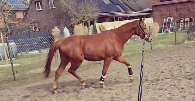 Besondere junge Dressurstute sucht besonderen Menschen, Katharina Lehmann (Pferdevermittlung Leus), Horses For Sale, Velpke, Image 3
