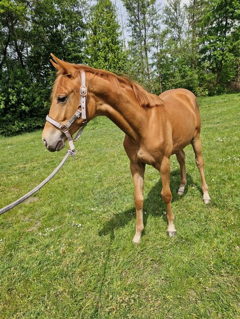 Besondere junge Dressurstute sucht besonderen Menschen, Katharina Lehmann (Pferdevermittlung Leus), Horses For Sale, Velpke, Image 4