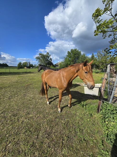 Besondere junge Dressurstute sucht besonderen Menschen, Katharina Lehmann (Pferdevermittlung Leus), Horses For Sale, Velpke, Image 2
