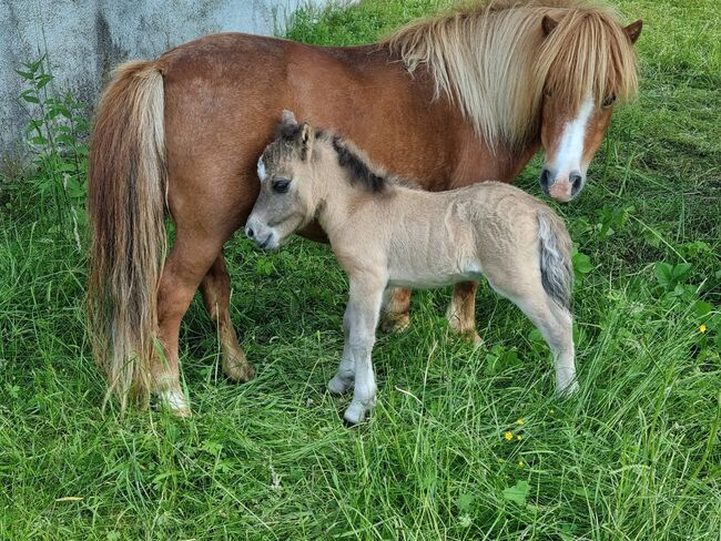 Spezieller Junghengst Mini Shetty Splashed White, Nadine  (Shettyzucht Frechdachs ), Horses For Sale, Heringen