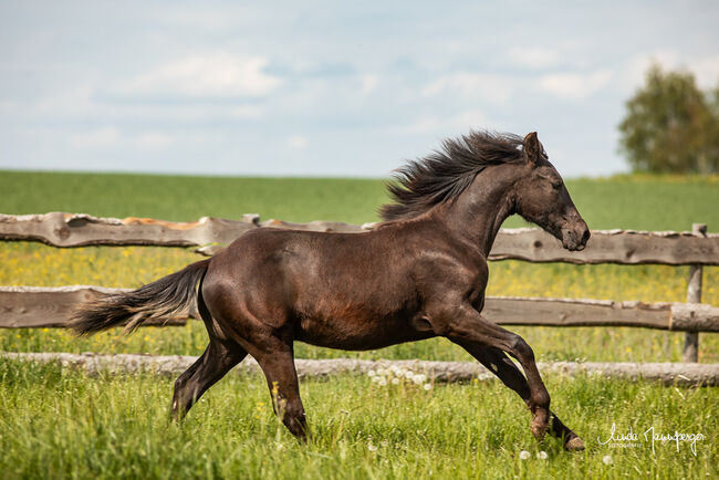 #specialbreed #specialcolourguarantee, WOW Pferd  (WOW Pferd), Horses For Sale, Bayern - Attenkirchen, Image 3