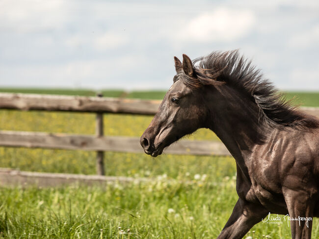 #specialbreed #specialcolourguarantee, WOW Pferd  (WOW Pferd), Horses For Sale, Bayern - Attenkirchen