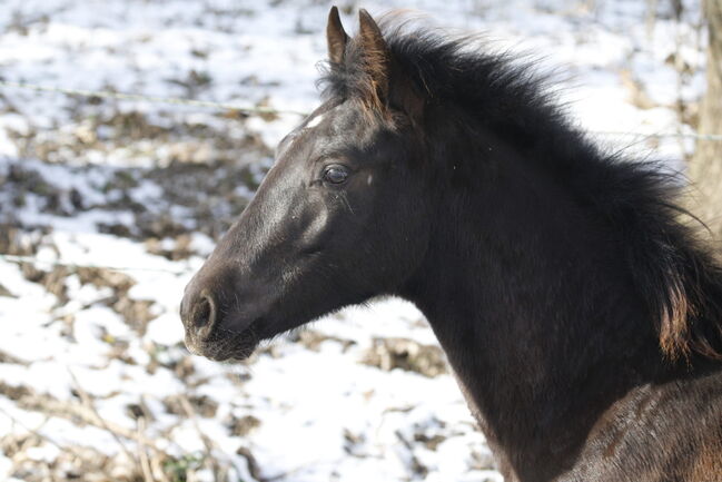 #specialbreed #specialcolourguarantee, WOW Pferd  (WOW Pferd), Konie na sprzedaż, Bayern - Attenkirchen