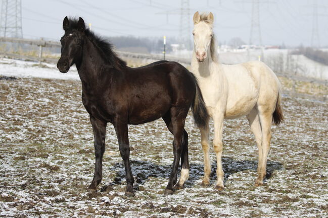 #specialbreed #specialcolourguarantee, WOW Pferd  (WOW Pferd), Konie na sprzedaż, Bayern - Attenkirchen, Image 3