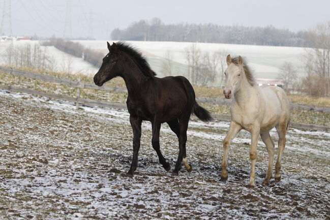 #specialbreed #specialcolourguarantee, WOW Pferd  (WOW Pferd), Konie na sprzedaż, Bayern - Attenkirchen, Image 5