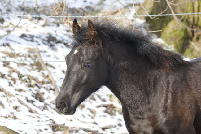 #specialbreed #specialcolourguarantee, WOW Pferd  (WOW Pferd), Konie na sprzedaż, Bayern - Attenkirchen, Image 6
