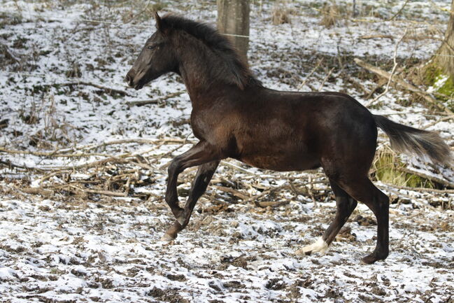#specialbreed #specialcolourguarantee, WOW Pferd  (WOW Pferd), Konie na sprzedaż, Bayern - Attenkirchen, Image 7