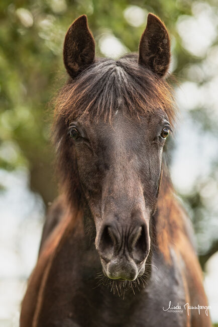 #specialbreed #specialcolourguarantee, WOW Pferd  (WOW Pferd), Pferd kaufen, Bayern - Attenkirchen, Abbildung 3