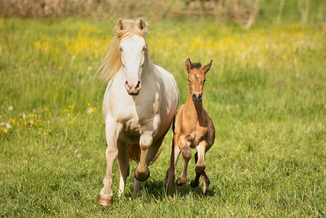 #specialcolor #buckskinlove, WOW Pferd  (WOW Pferd), Horses For Sale, Bayern - Attenkirchen, Image 2