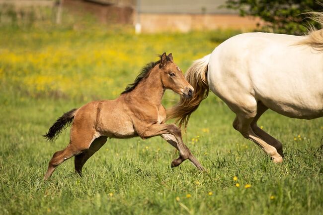 #specialcolor #buckskinlove, WOW Pferd  (WOW Pferd), Horses For Sale, Bayern - Attenkirchen, Image 4