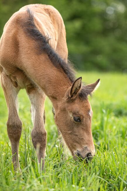 #specialcolor #buckskinlove, WOW Pferd  (WOW Pferd), Horses For Sale, Bayern - Attenkirchen, Image 5