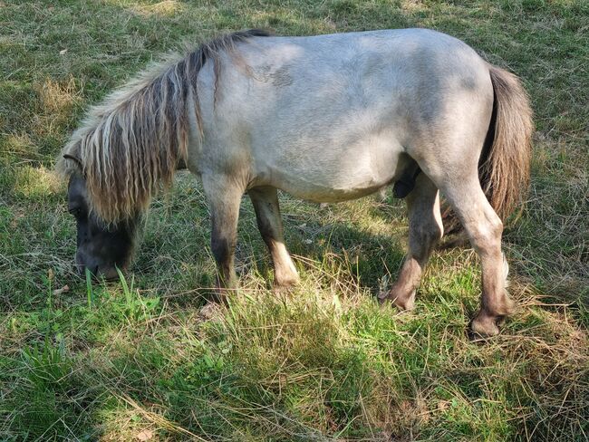 Spezieller Junghengst Mini Shetty Splashed White, Nadine  (Shettyzucht Frechdachs ), Horses For Sale, Heringen, Image 2