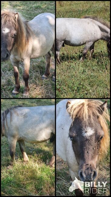 Spezieller Junghengst Mini Shetty Splashed White, Nadine  (Shettyzucht Frechdachs ), Horses For Sale, Heringen, Image 5