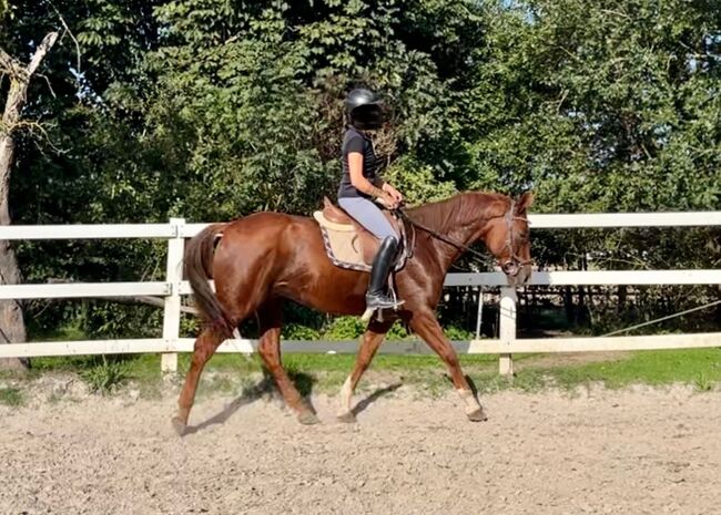 Sonderpreis!, Melanie Stockner , Horses For Sale, Zell an der Pram , Image 5