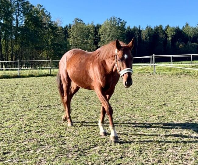 Sonderpreis!, Melanie Stockner , Horses For Sale, Zell an der Pram , Image 6