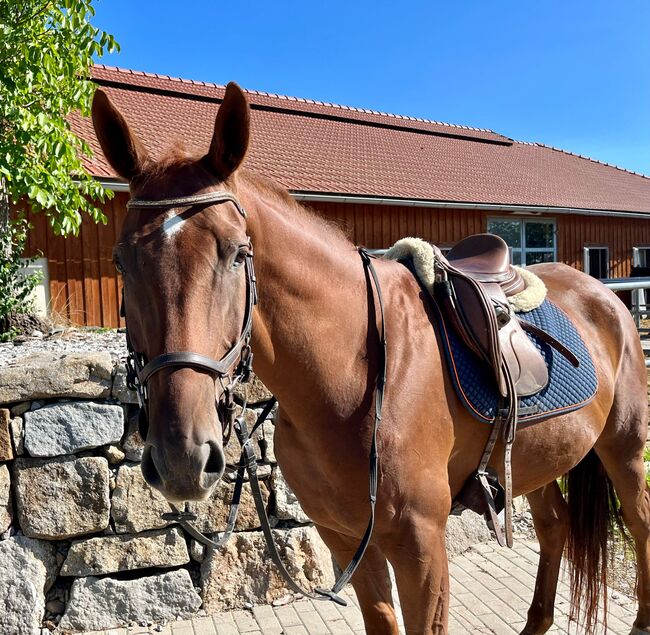 Sonderpreis!, Melanie Stockner , Horses For Sale, Zell an der Pram , Image 2