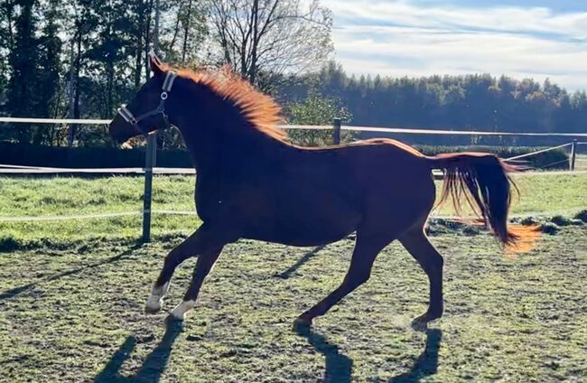 Sonderpreis!, Melanie Stockner , Horses For Sale, Zell an der Pram , Image 4