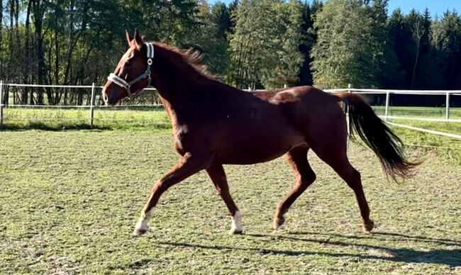 Sonderpreis!, Melanie Stockner , Horses For Sale, Zell an der Pram , Image 8