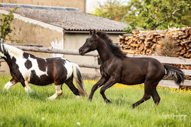 #specialbreed #specialcolourguarantee, WOW Pferd  (WOW Pferd), Horses For Sale, Bayern - Attenkirchen, Image 2