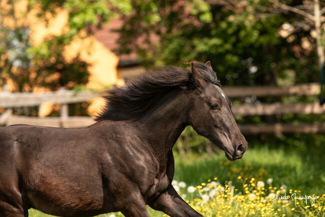 #specialbreed #specialcolourguarantee, WOW Pferd  (WOW Pferd), Horses For Sale, Bayern - Attenkirchen, Image 5