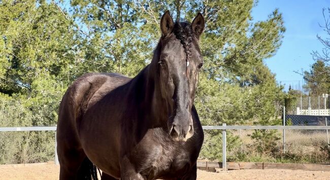 #specialyoungster #blackpearl, WOW Pferd  (WOW Pferd), Horses For Sale, Bayern - Attenkirchen, Image 4