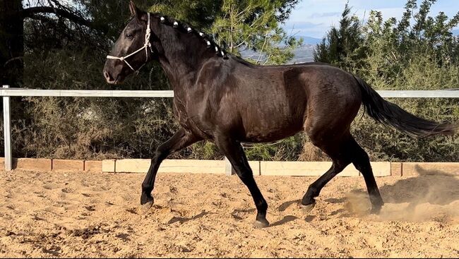 #specialyoungster #blackpearl, WOW Pferd  (WOW Pferd), Horses For Sale, Bayern - Attenkirchen