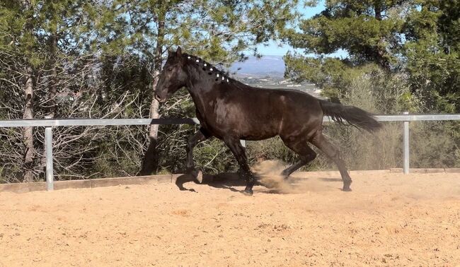 #specialyoungster #blackpearl, WOW Pferd  (WOW Pferd), Horses For Sale, Bayern - Attenkirchen, Image 8