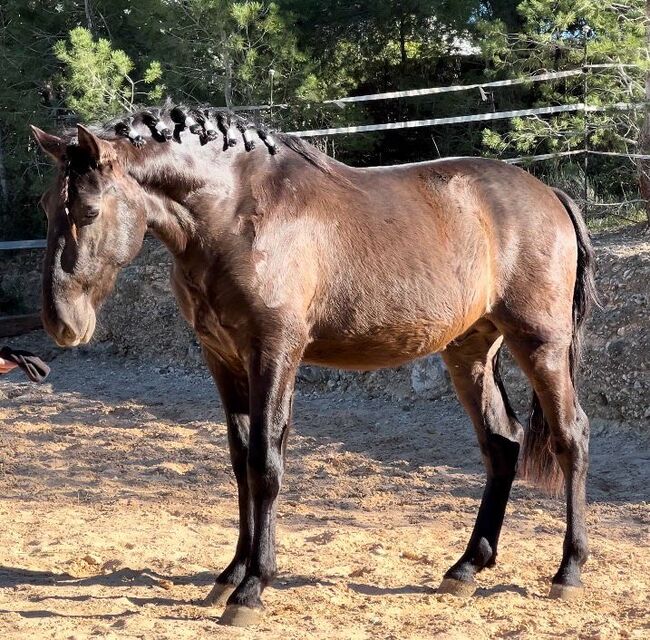 #specialyoungster #blackpearl, WOW Pferd  (WOW Pferd), Horses For Sale, Bayern - Attenkirchen, Image 6