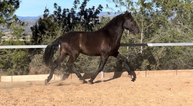 #specialyoungster #blackpearl, WOW Pferd  (WOW Pferd), Horses For Sale, Bayern - Attenkirchen, Image 3