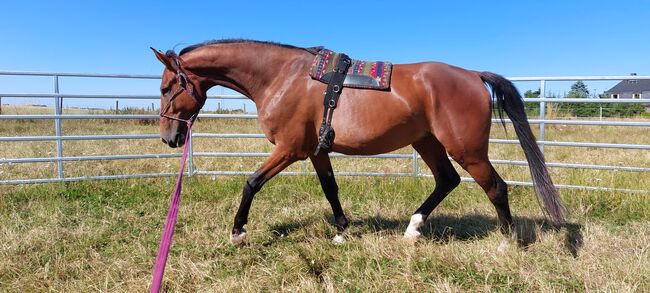 Besonderer Wallach, Tina, Horses For Sale, Döbeln, Image 3