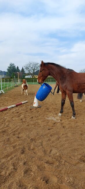Besonderer Wallach, Tina, Horses For Sale, Döbeln, Image 7