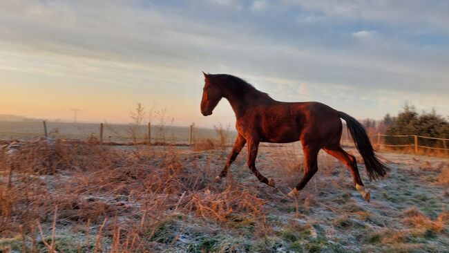 Besonderer Wallach, Tina, Horses For Sale, Döbeln, Image 9