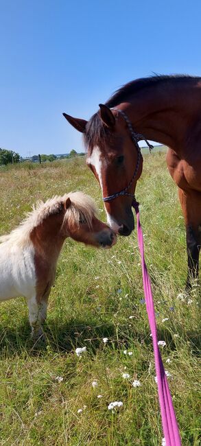 Besonderer Wallach, Tina, Horses For Sale, Döbeln, Image 4