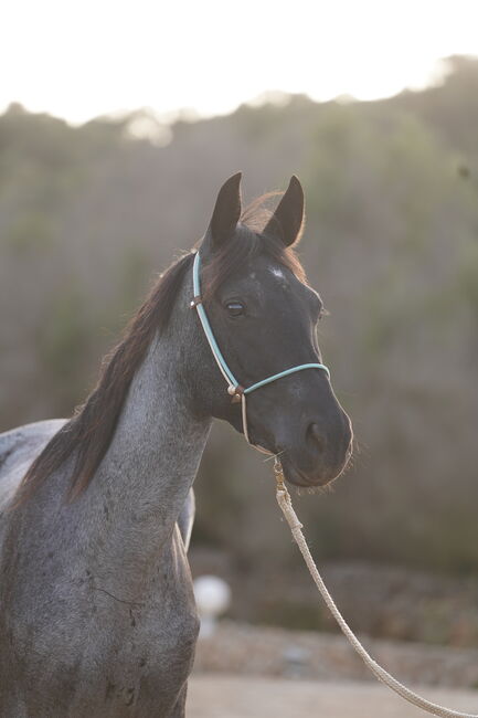 Speed Racker, Potion,  Traumfarbe blue roan, Iren Altmann , Konie na sprzedaż, Denzlingen, Image 2