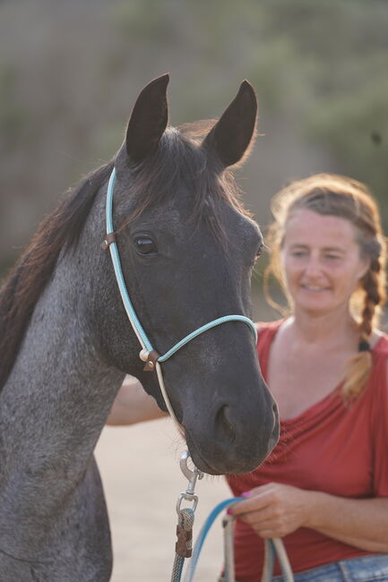 Speed Racker, Potion,  Traumfarbe blue roan, Iren Altmann , Horses For Sale, Denzlingen, Image 3