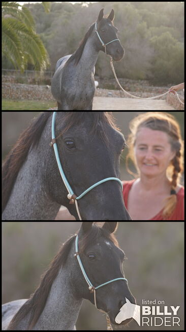 Speed Racker, Potion,  Traumfarbe blue roan, Iren Altmann , Horses For Sale, Denzlingen, Image 4